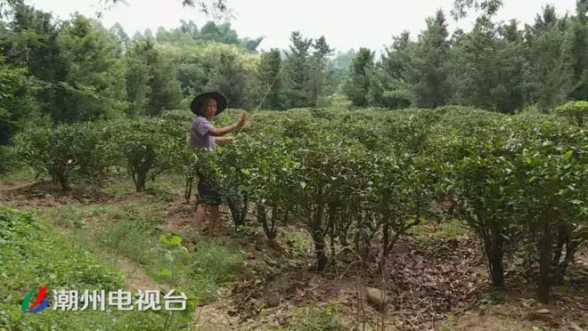 潮州鐵鋪溪流發(fā)黃淤泥堆積,都是洗砂場(chǎng)惹的禍(圖4)