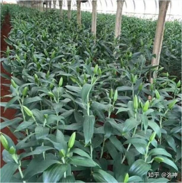 昆明斗南花市營業時間、春節營業時間、斗南花市地址、旅游攻略(圖9)