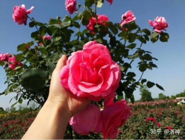 昆明斗南花市營業時間、春節營業時間、斗南花市地址、旅游攻略(圖10)